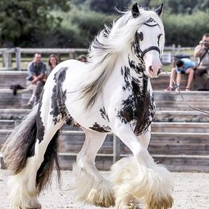 Meet your Posher, Yaryna